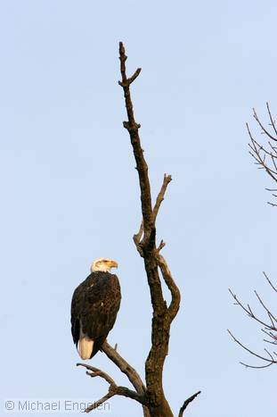 images/BaldEagle_Full.jpg