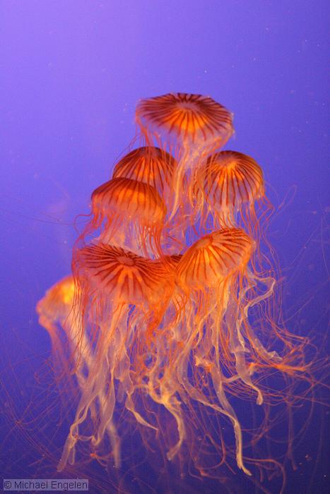 images/JellyFish_std.jpg