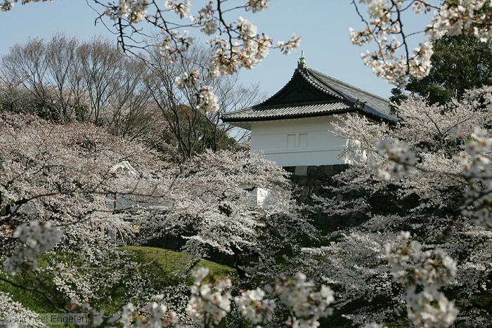 images/cherryblossomsguardhouse_std.jpg