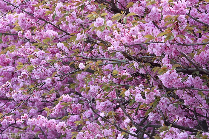 images/cherrytrees_std.jpg