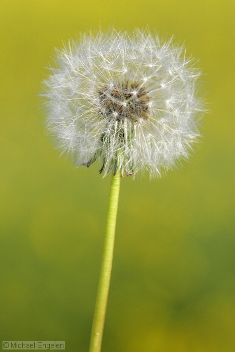 images/dandelion1_std.jpg