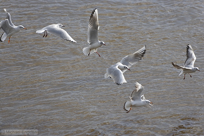 images/gulls3_std.jpg