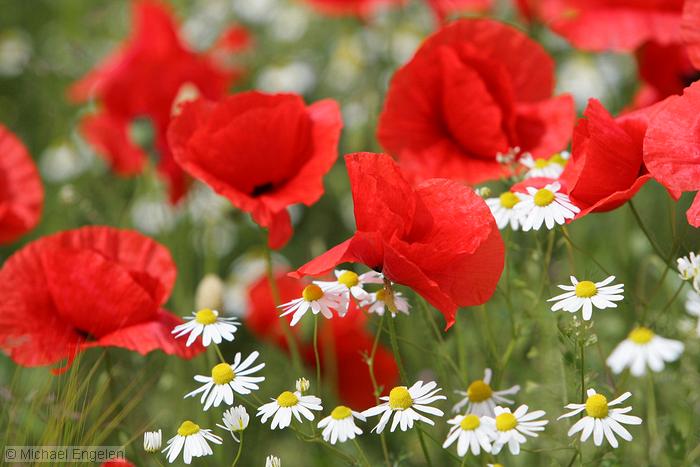 images/poppies_daisies_std.jpg