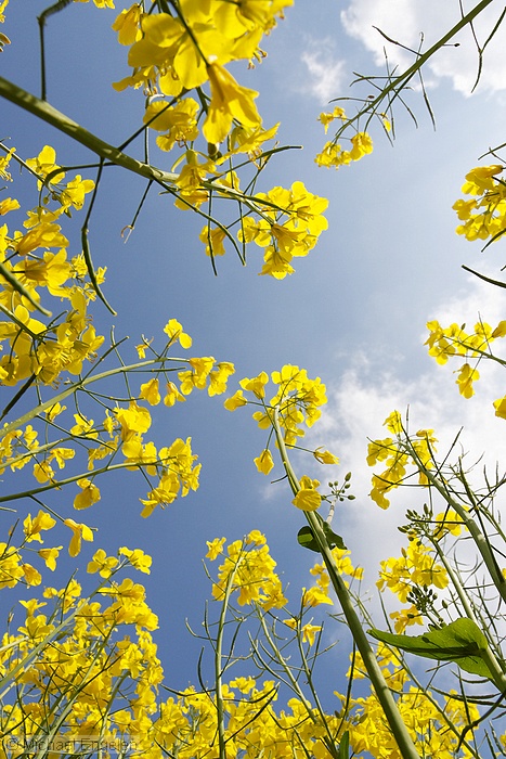 images/rapeseed2010_std.jpg