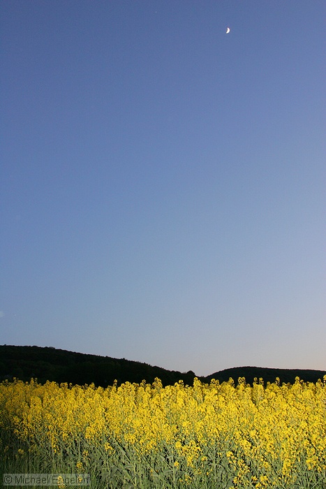 images/rapeseed2_2008_std.jpg