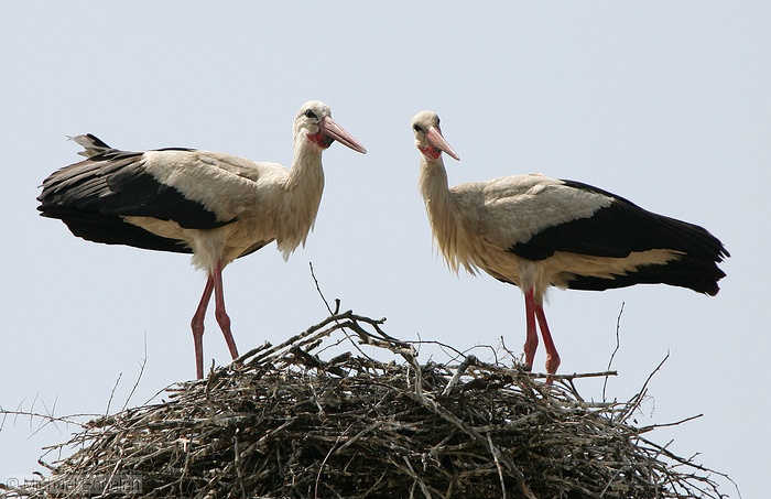 images/storks_std.jpg